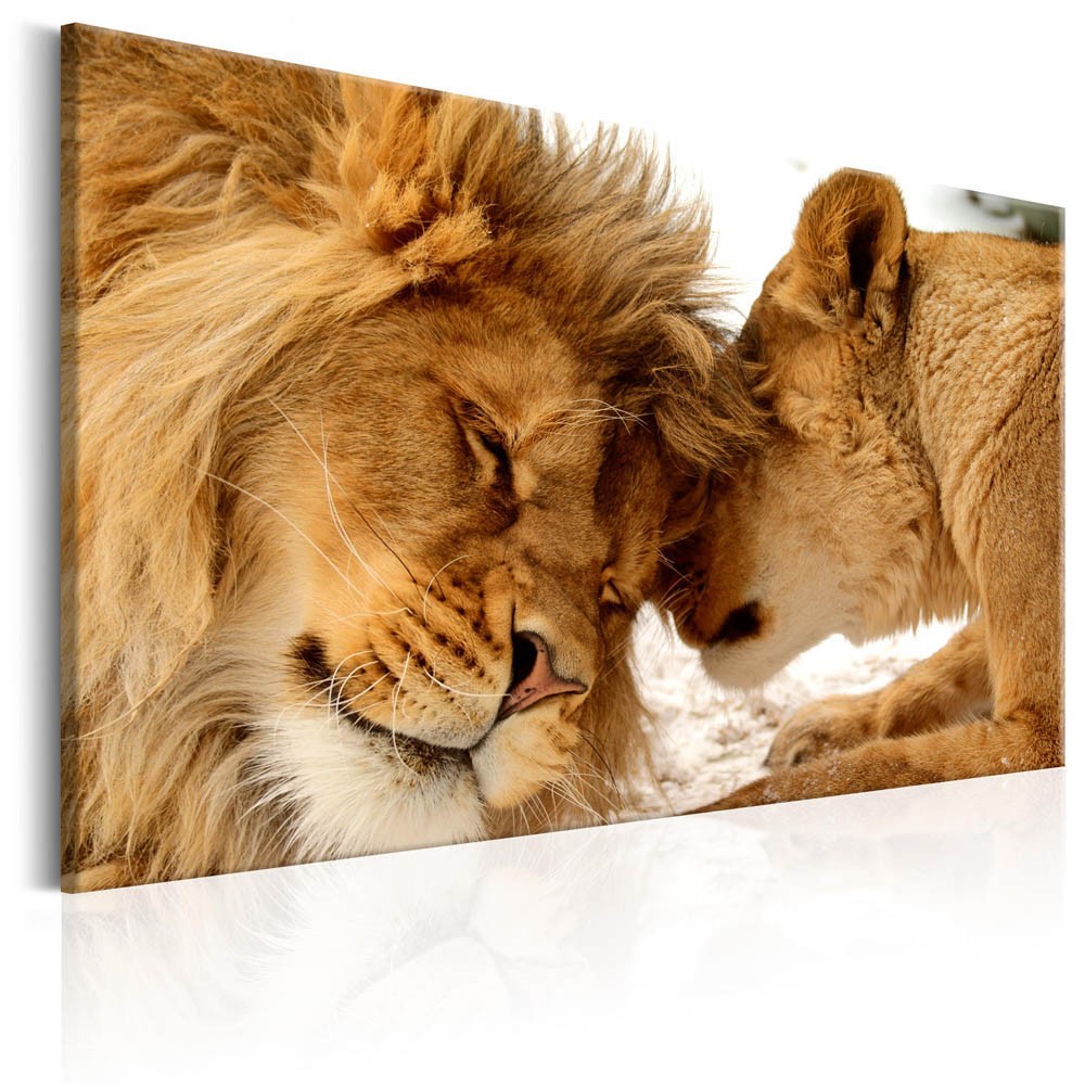 tableau imprimé couple de lions (GiFi-815588X)