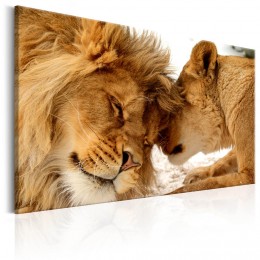 Tableau imprimé couple de lions